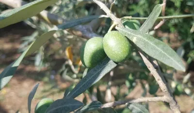 Ministarstvo objavilo poziv za podr&scaron;ku maslinarstvu