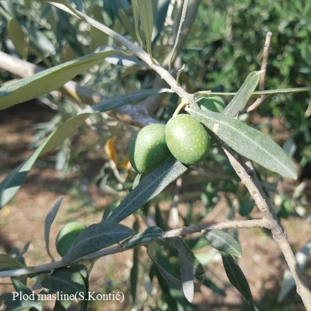 Ministarstvo objavilo poziv za podr&scaron;ku maslinarstvu