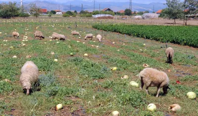 Agrobudžet jo&scaron; nije usvojen stočari prijete &scaron;trajkom: Subvencije za mlijeko ne isplaćuju već četiri mjeseca