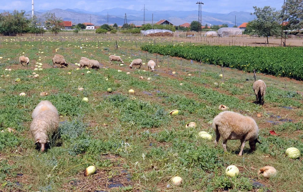 Agrobudžet jo&scaron; nije usvojen stočari prijete &scaron;trajkom: Subvencije za mlijeko ne isplaćuju već četiri mjeseca