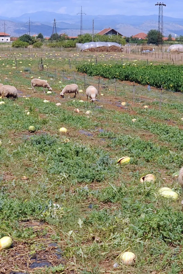 Agrobudžet jo&scaron; nije usvojen stočari prijete &scaron;trajkom: Subvencije za mlijeko ne isplaćuju već četiri mjeseca