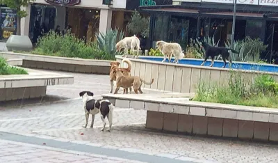 Čopor pasa &scaron;eta Rimskim trgom