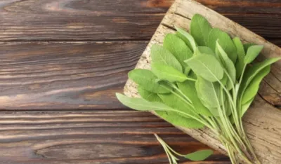 Najmoćniji prirodni antibiotik: Nema tegobe koju list žalfije ne može da izliječi