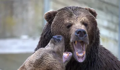 Medvjed u&scaron;ao u naselje Desni Grnčar i napao kravu, mje&scaron;tani strahuju