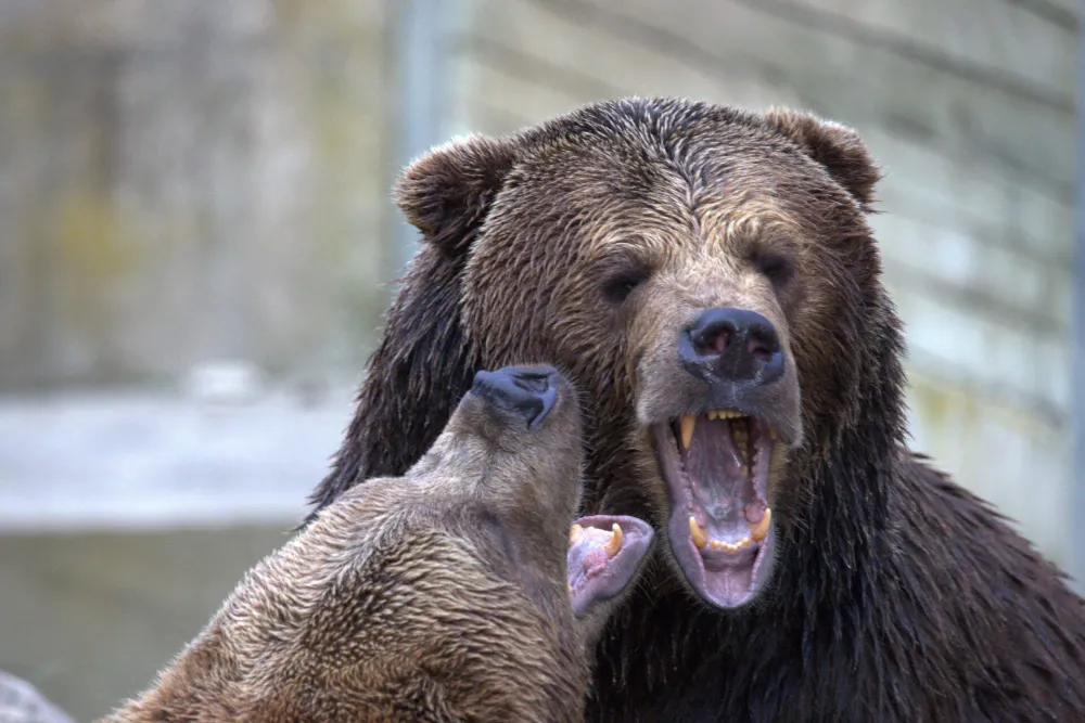 Medvjed u&scaron;ao u naselje Desni Grnčar i napao kravu, mje&scaron;tani strahuju