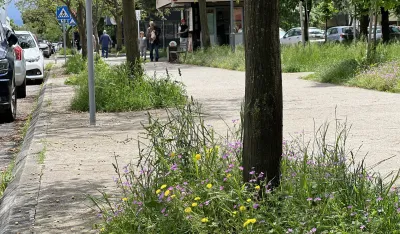 Građani Podgorice zamjeraju Zelenilu: Pojedini kvartovi kao savane