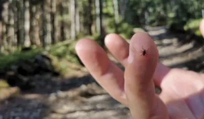 &Scaron;ta nikako ne bi trebalo da radite ako vas ujede krpelj?