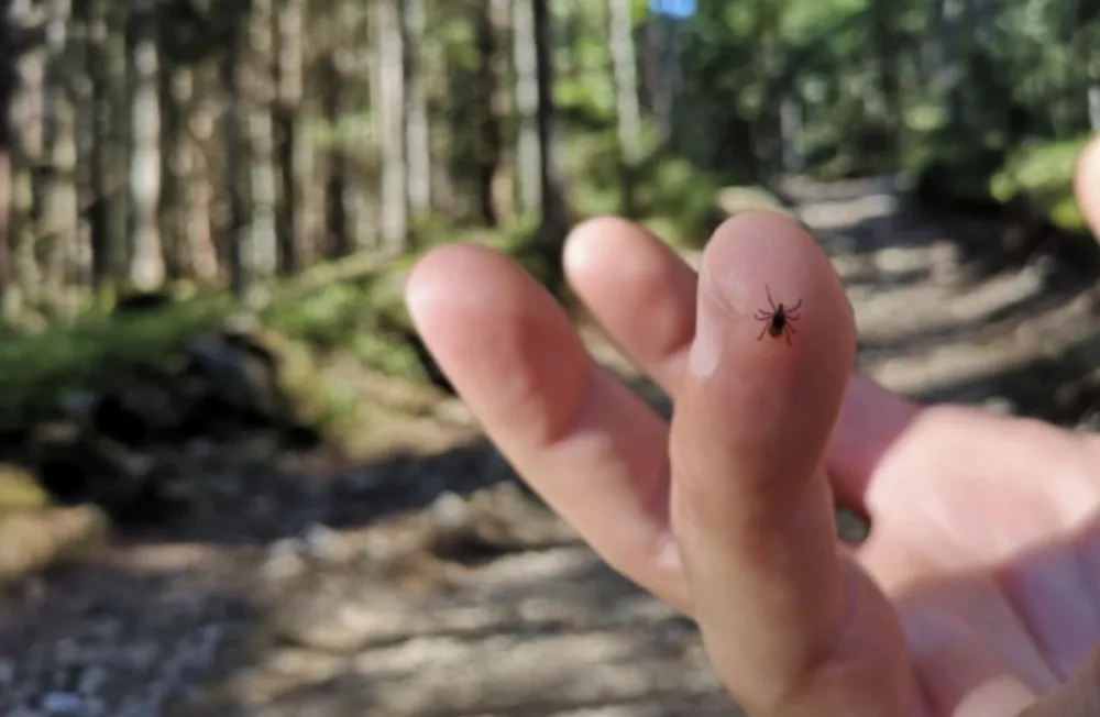 &Scaron;ta nikako ne bi trebalo da radite ako vas ujede krpelj?