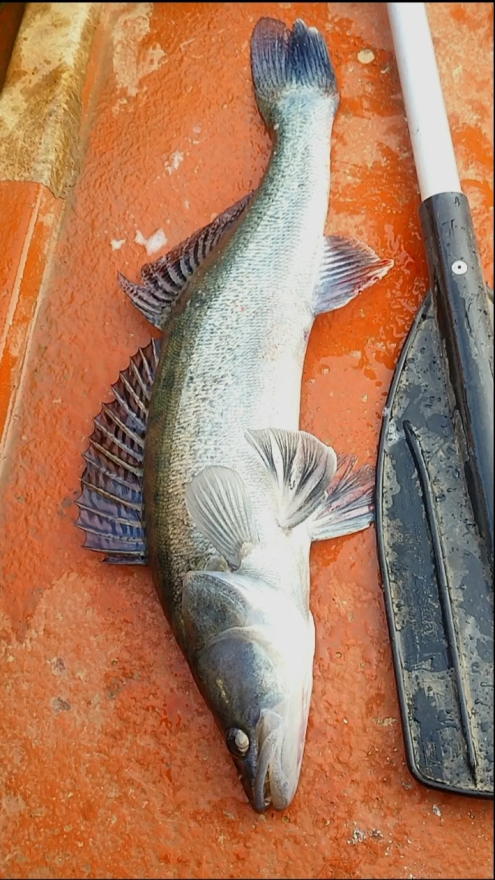 Mitrović: Otkud predatorksa vrsta ribe u jezerima Otilovići i Borivičko ?