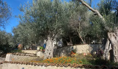 Za gradnju u maslinjacima kazna do 20.000 eura