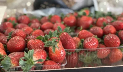 ​Kilogram jagoda pet eura