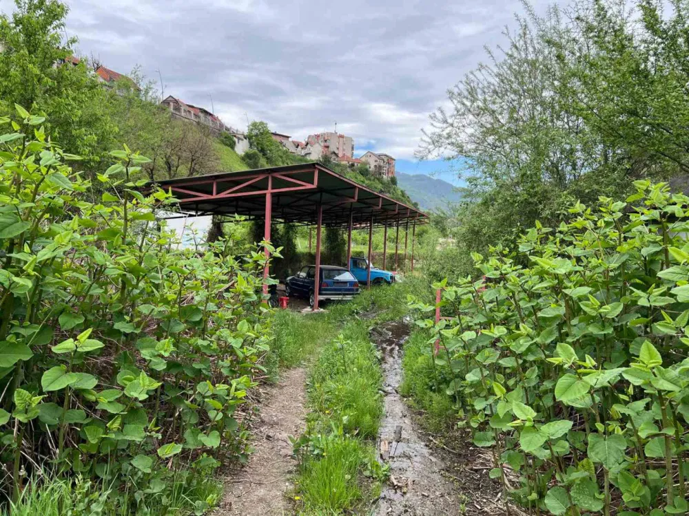 Zapu&scaron;tena stočna pijaca u Andrijevici: Korov "progutao" investiciju od 50.000