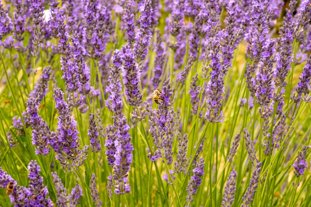 (VIDEO) Sjutra sunčano i uglavnom suvo