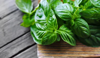 Bosiljak - kralj ljekovitog bilja