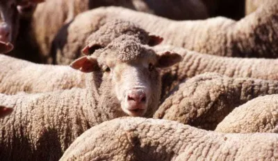 Prijeti malte&scaron;ka groznica, potvrđeni prvi slučajevi zaraze kod ljudi