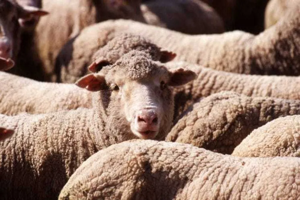 Prijeti malte&scaron;ka groznica, potvrđeni prvi slučajevi zaraze kod ljudi