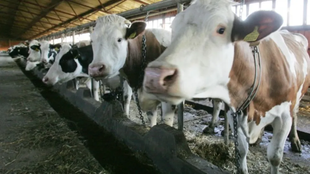 Monstat: Manje goveda, ovaca i koza