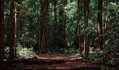 Krivične prijave protiv zaposlenih u Upravi za &scaron;ume: Sumnja se da su o&scaron;tetili budžet za 36.000 eura