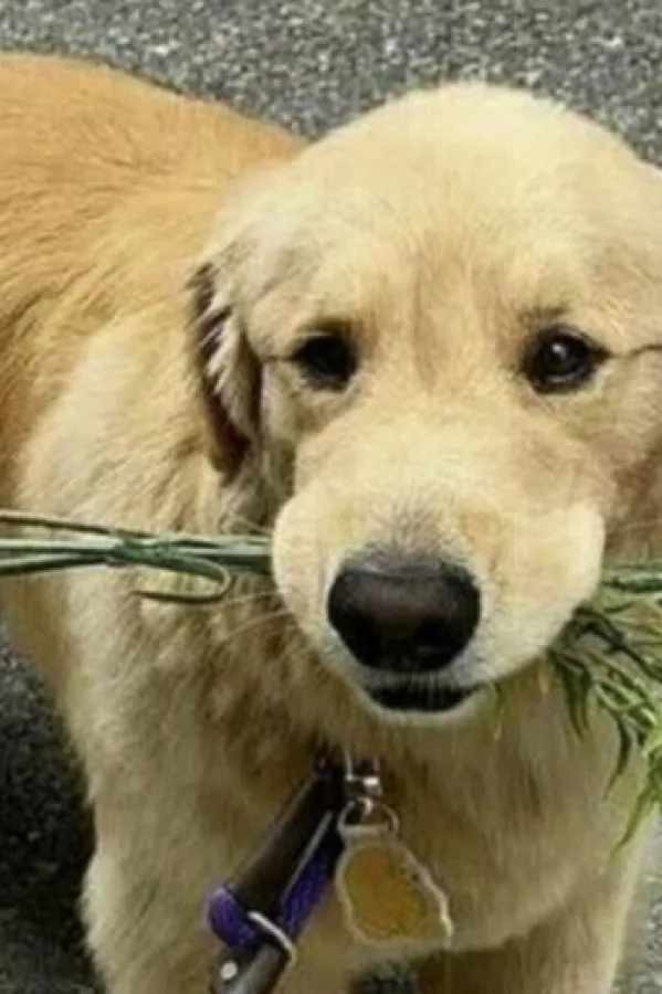 Kućni ljubimci pomažu mentalnom zdravlju