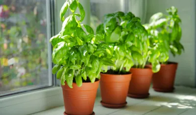 (VIDEO) Kako sačuvati bosiljak