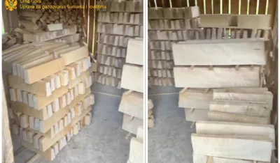 Mojkovčaninu&nbsp;krivična prijava za bespravnu sječu džever javora