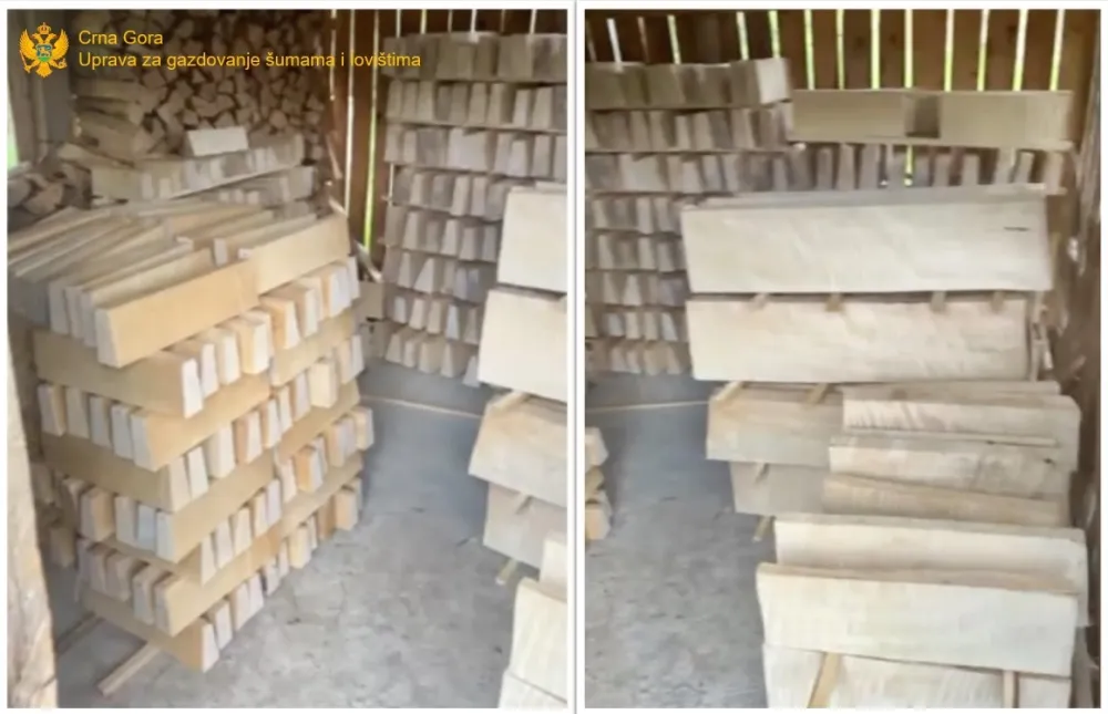 Mojkovčaninu&nbsp;krivična prijava za bespravnu sječu džever javora