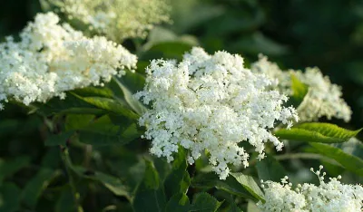 Prirodni lijek za mnoge bolesti: Za&scaron;to bismo trebali konzumirati zovu