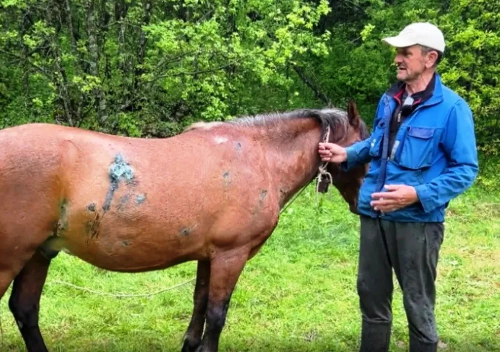 Medvjed te&scaron;ko ranio dva konja u Vidrovanu