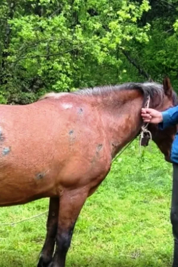 Medvjed te&scaron;ko ranio dva konja u Vidrovanu
