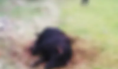 U golijskom selu &Scaron;titari medvjed ubio kravu