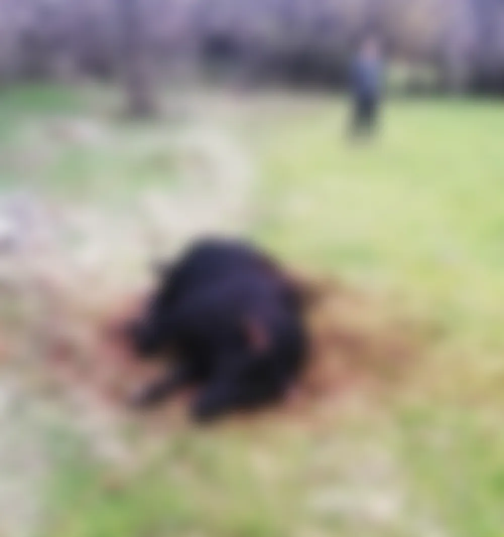 U golijskom selu &Scaron;titari medvjed ubio kravu