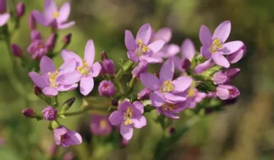 Ova skoro zaboravljena biljka liječi jetru, smiruje crijeva i budi apetit