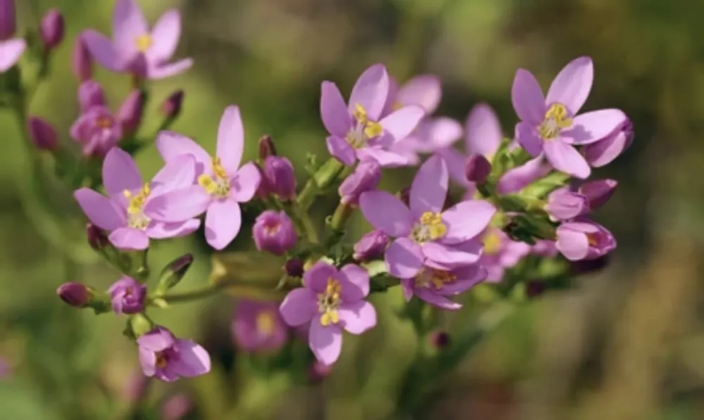 Ova skoro zaboravljena biljka liječi jetru, smiruje crijeva i budi apetit