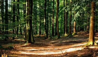 Krivična prijava protiv službenika Uprave za gazdovanje &scaron;umama i lovi&scaron;tima