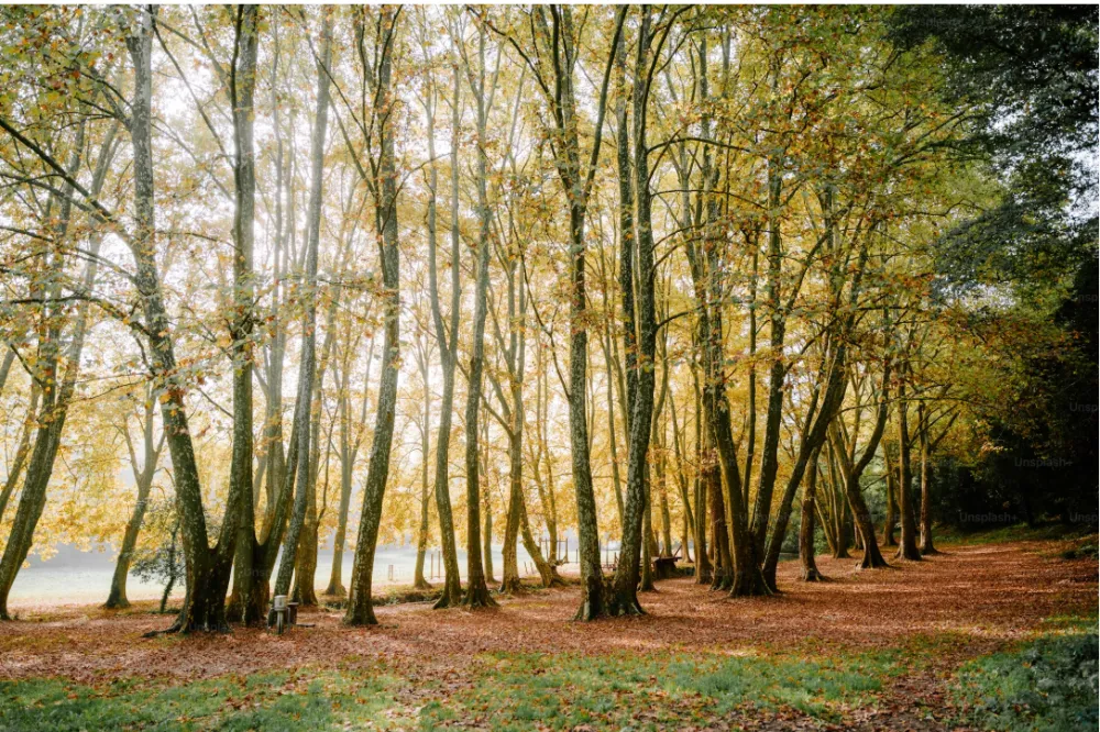 Krivična prijava zbog &scaron;umske krađe u Bijelom Polju