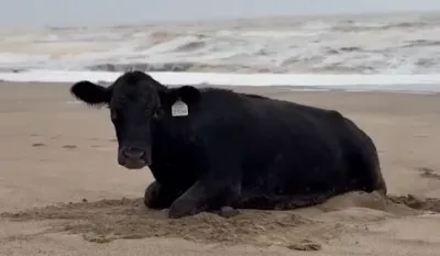 (VIDEO) Poplava izbacila kravu na plažu skoro 30 kilometara daleko od farme