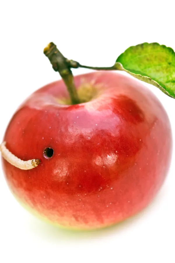 MANS: Crv ne staje kada pojede jednu jabuku