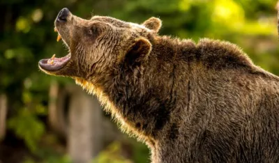 Mje&scaron;tani bjelopoljskih sela ne izlaze iz kuća: Država da nas za&scaron;titi od medvjeda