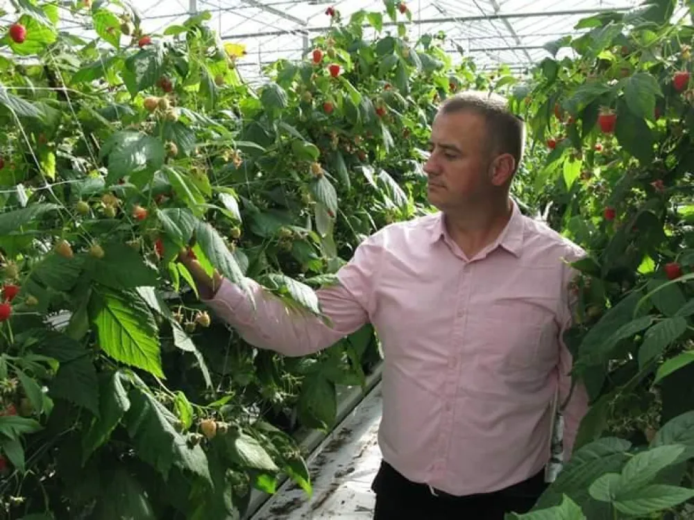 Država će pomoći malinare sa 300.000 eura