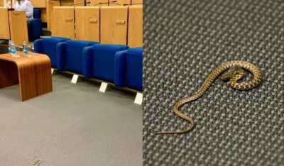Zmija u sali Parlamenta FBiH, uočena pred početak sjednice