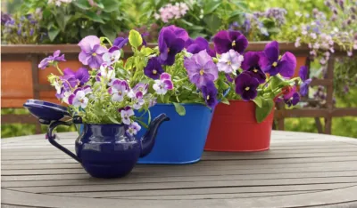Pet najvažnijih pravila za brigu o cvijeću ljeti