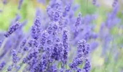 Posadite ovu biljku u saksiju i otjerat ćete muve zauvijek