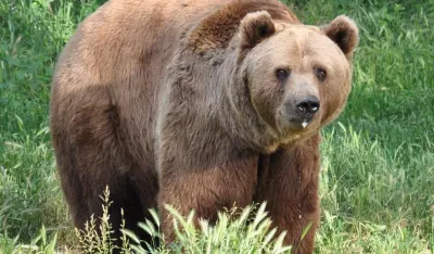 Uhvaćen i telemetrijski obilježen medvjed u NP Durmitor
