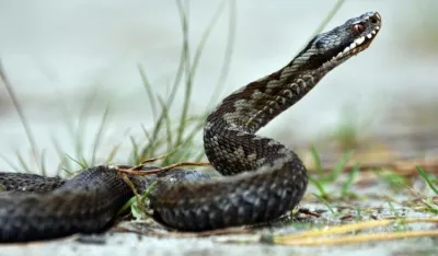 Ako osjetite ovaj miris, u va&scaron;oj kući bi se mogla skrivati zmija otrovnica