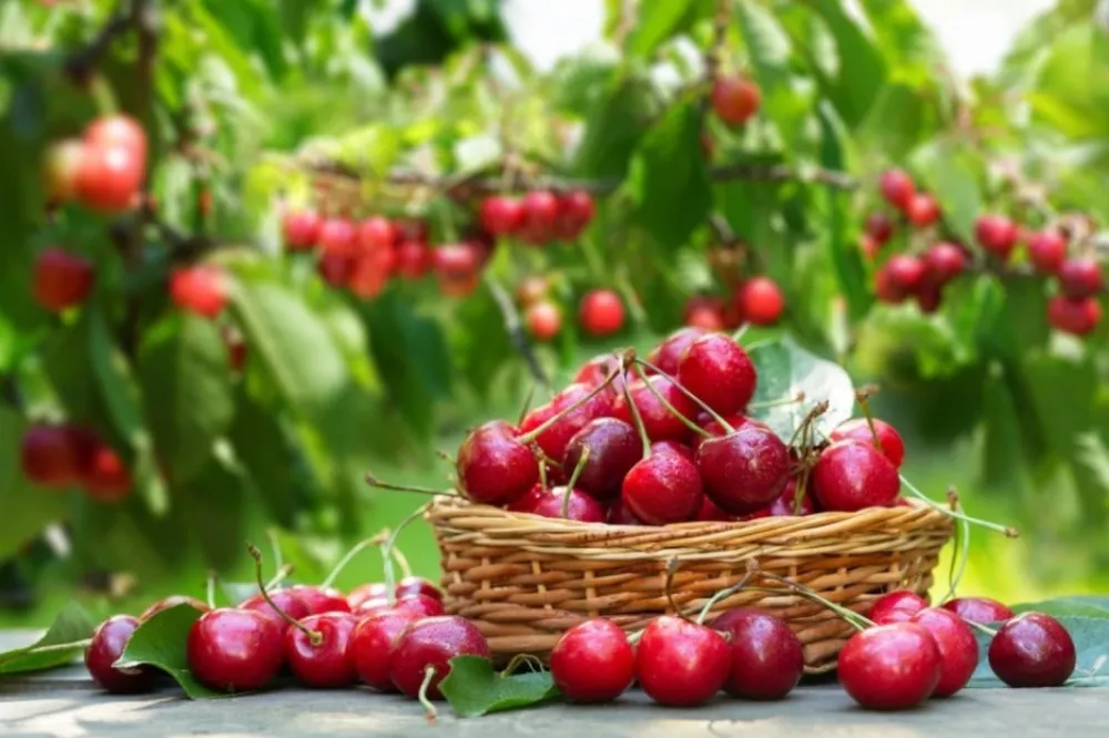 Japancu ukrali iz dvori&scaron;ta 200 kilograma tre&scaron;anja vrijednih blizu 7.000 eura