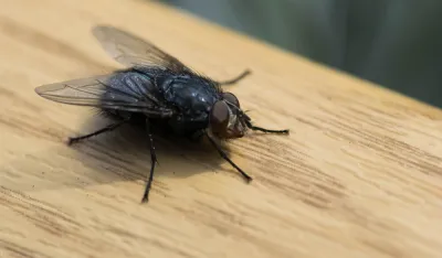 Pet načina da se rije&scaron;ite dosadnih muva