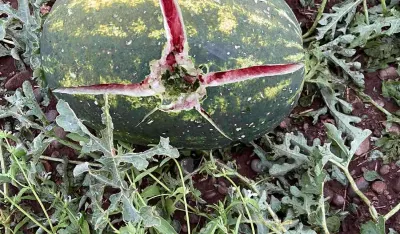 Poljoprivrednici iz Tuzi tri godine čekaju pare za &scaron;tetu od grada