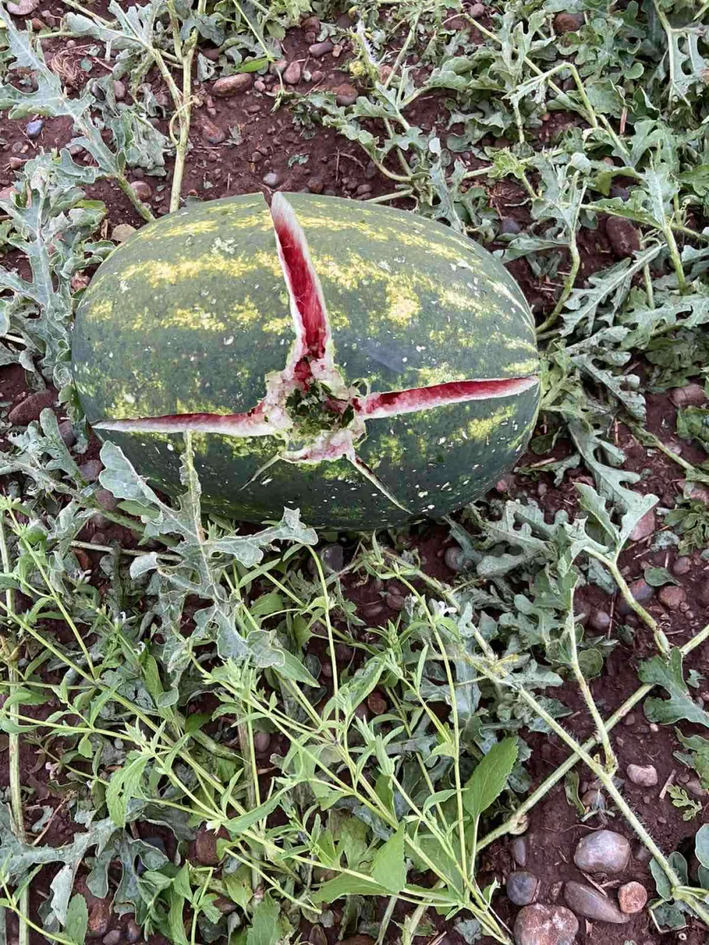 Poljoprivrednici iz Tuzi tri godine čekaju pare za &scaron;tetu od grada