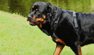 Užas kod Zadra: Građane uznemirio prizor obje&scaron;enog rotvajlera