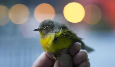 CZIP: Crna Gora dobija besplatnu aplikaciju za monitoring ptica